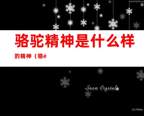 骆驼精神是什么样的精神(骆驼精神是什么样的精神品格)