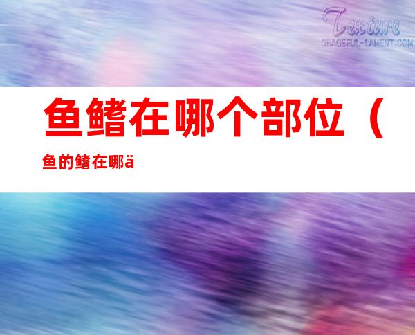 鱼鳍在哪个部位(鱼的鳍在哪个部位)