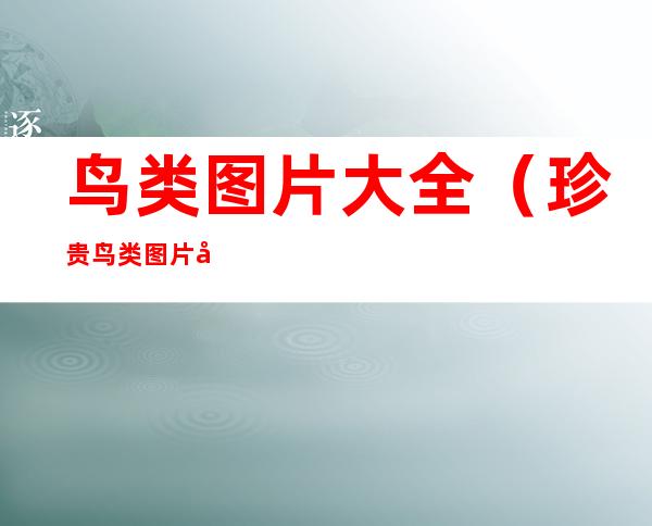 鸟类图片大全(珍贵鸟类图片大全)