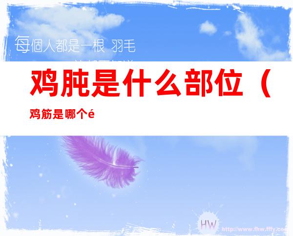 鸡肫是什么部位（鸡筋是哪个部位）