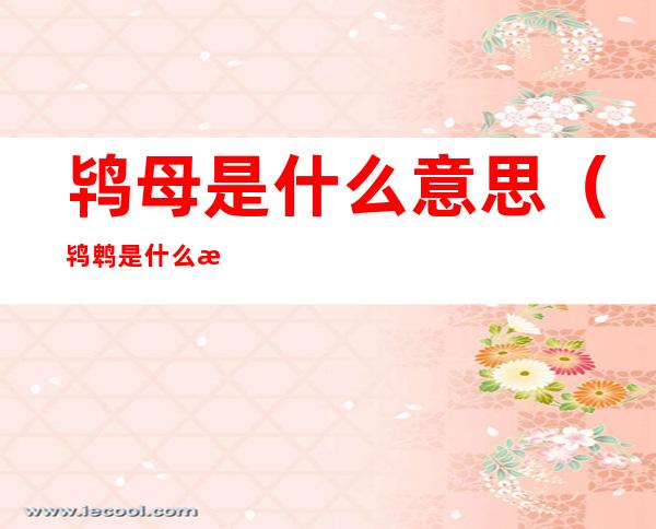 鸨母是什么意思(鸨鹎是什么意思)