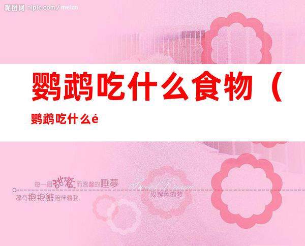 鹦鹉吃什么食物(鹦鹉吃什么食物最好说话的声音)