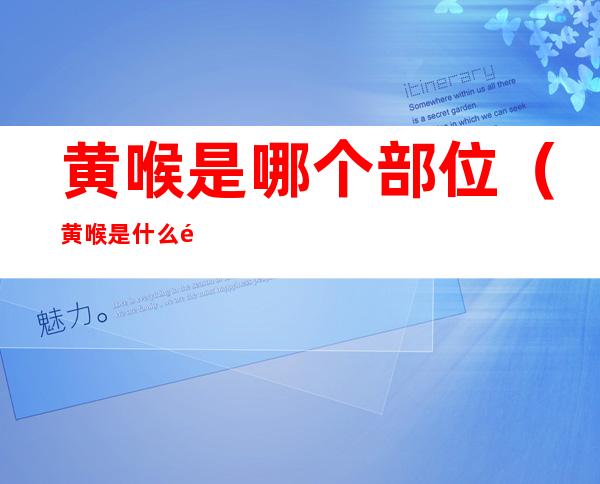 黄喉是哪个部位（黄喉是什么部位为什么叫黄喉）