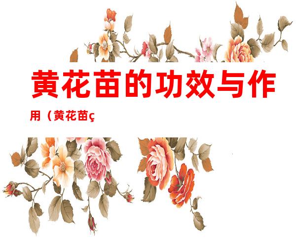 黄花苗的功效与作用（黄花苗的功效是什么）