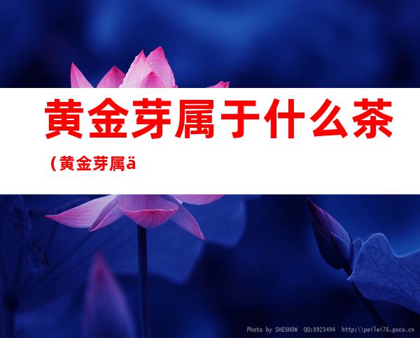 黄金芽属于什么茶(黄金芽属于什么档次的茶叶)