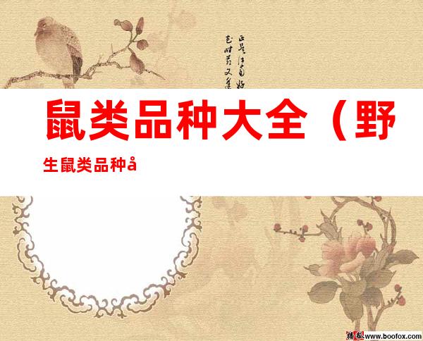 鼠类品种大全（野生鼠类品种大全）