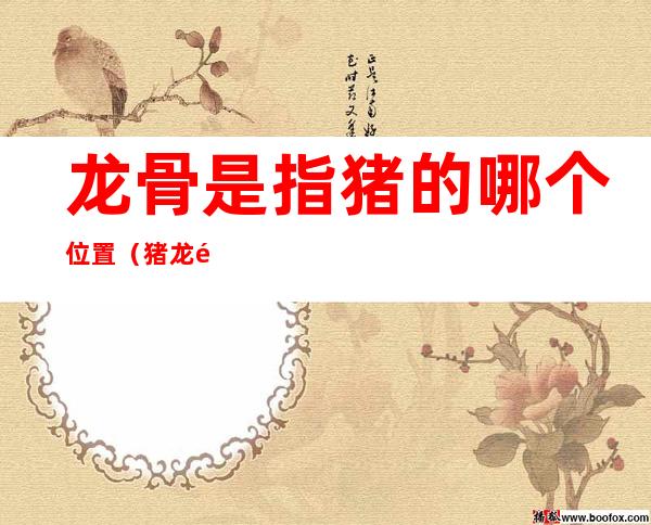 龙骨是指猪的哪个位置(猪龙骨指的是什么部位)